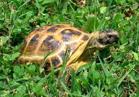 Среднеазиатская черепаха - содержание, уход
