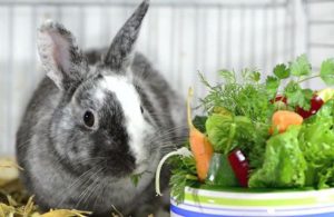 Болезни декоративных кроликов - симптомы, лечение