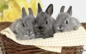 Содержание кроликов - уход в домашних условиях