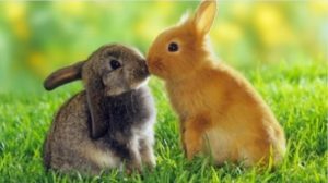 Породы кроликов - описание