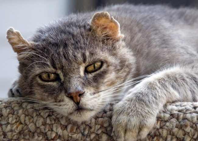 Чума у кошки/кота - симптомы, лечение